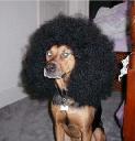DISCODOG.JPG