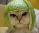 cat4.jpg