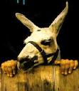 lama.jpg