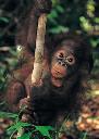 orang-utan_baby.jpg