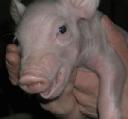 pigy.jpg
