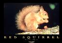 red squirrel.jpg