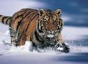 siberian tiger.jpg
