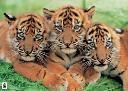 sumatran tiger cubs.jpg