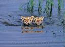 tiger swimming cubs.jpg