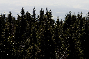 CRW_9945.jpg