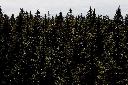 CRW_9946.jpg