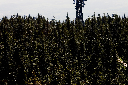 CRW_9948.jpg