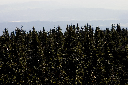 CRW_9950.jpg