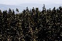 CRW_9951.jpg