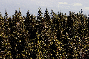 CRW_9952.jpg