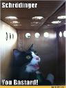 schrodingers-cat.jpg