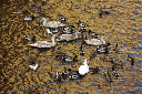 CRW_6549.jpg