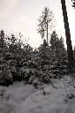CRW_6462.jpg
