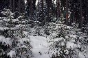CRW_6468.jpg
