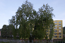 CRW_7515.jpg
