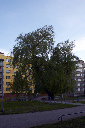 CRW_7516.jpg